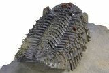 Prone, Spiny Drotops Armatus Trilobite - Top Quality Specimen #359165-5